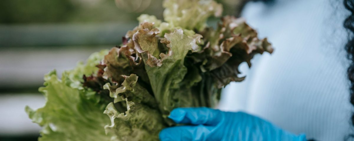 Berbagai jenis lettuce segar untuk salad, termasuk romaine, butterhead, dan iceberg, siap menambah rasa dan nutrisi.