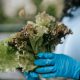 Berbagai jenis lettuce segar untuk salad, termasuk romaine, butterhead, dan iceberg, siap menambah rasa dan nutrisi.