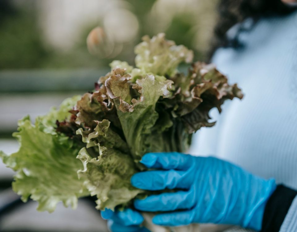 Berbagai jenis lettuce segar untuk salad, termasuk romaine, butterhead, dan iceberg, siap menambah rasa dan nutrisi.