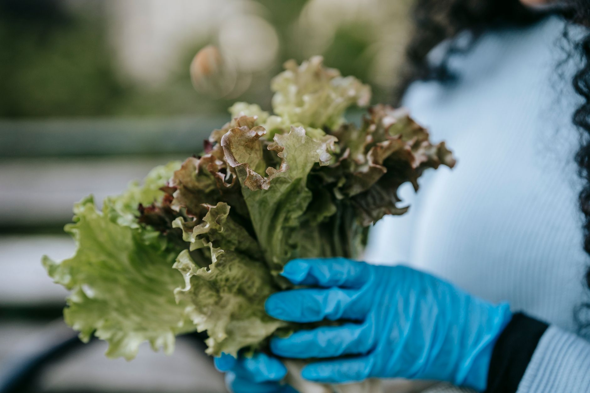 Berbagai jenis lettuce segar untuk salad, termasuk romaine, butterhead, dan iceberg, siap menambah rasa dan nutrisi.